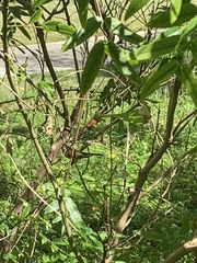 Setophaga ruticilla