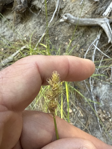 iNaturalist observation photo of fragile-sheathed sedge