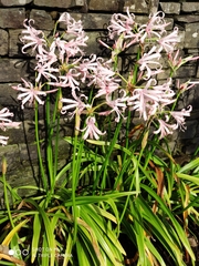 Nerine bowdenii