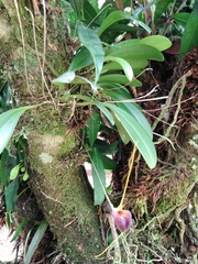Masdevallia lata
