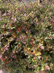 Loropetalum