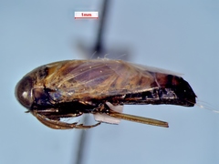 Buenoa macrotibialis