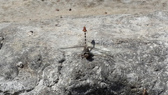 Paragomphus sinaiticus