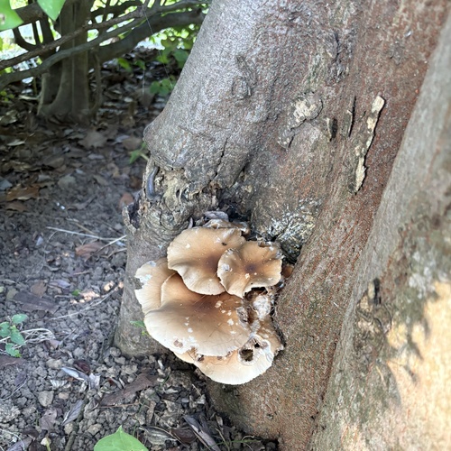 Cyclocybe cylindracea