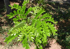 Paubrasilia echinata