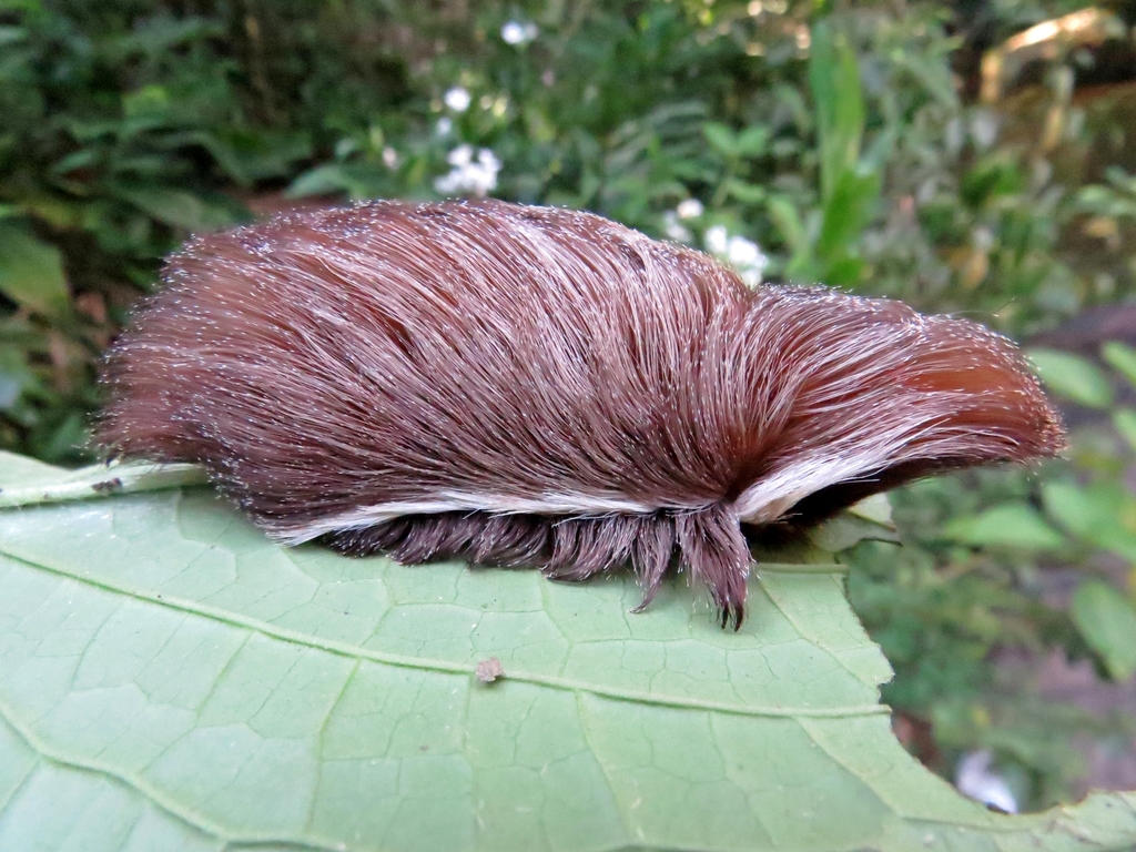 Podalia orsilochus