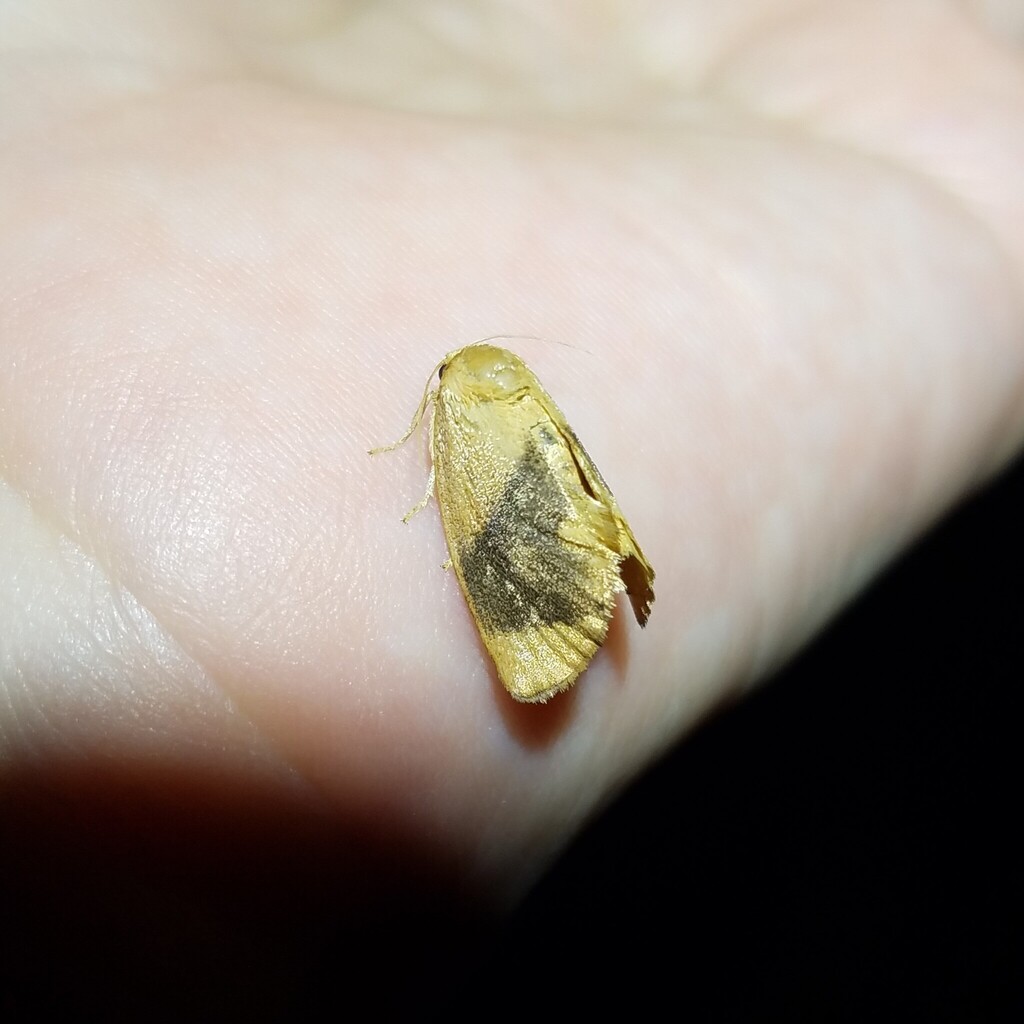 Inverted Y Slug Moth