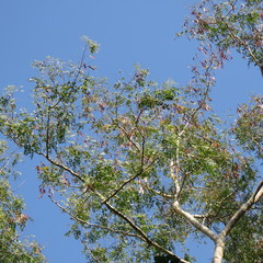 Albizia procera