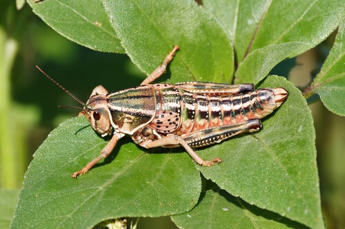Plains Lubber Grasshopper