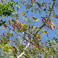 Albizia procera