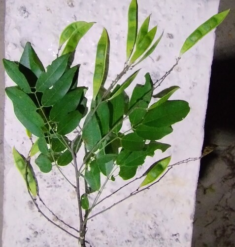 Brachypterum scandens photographed in Timor-Leste