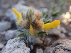 Dalea prostrata
