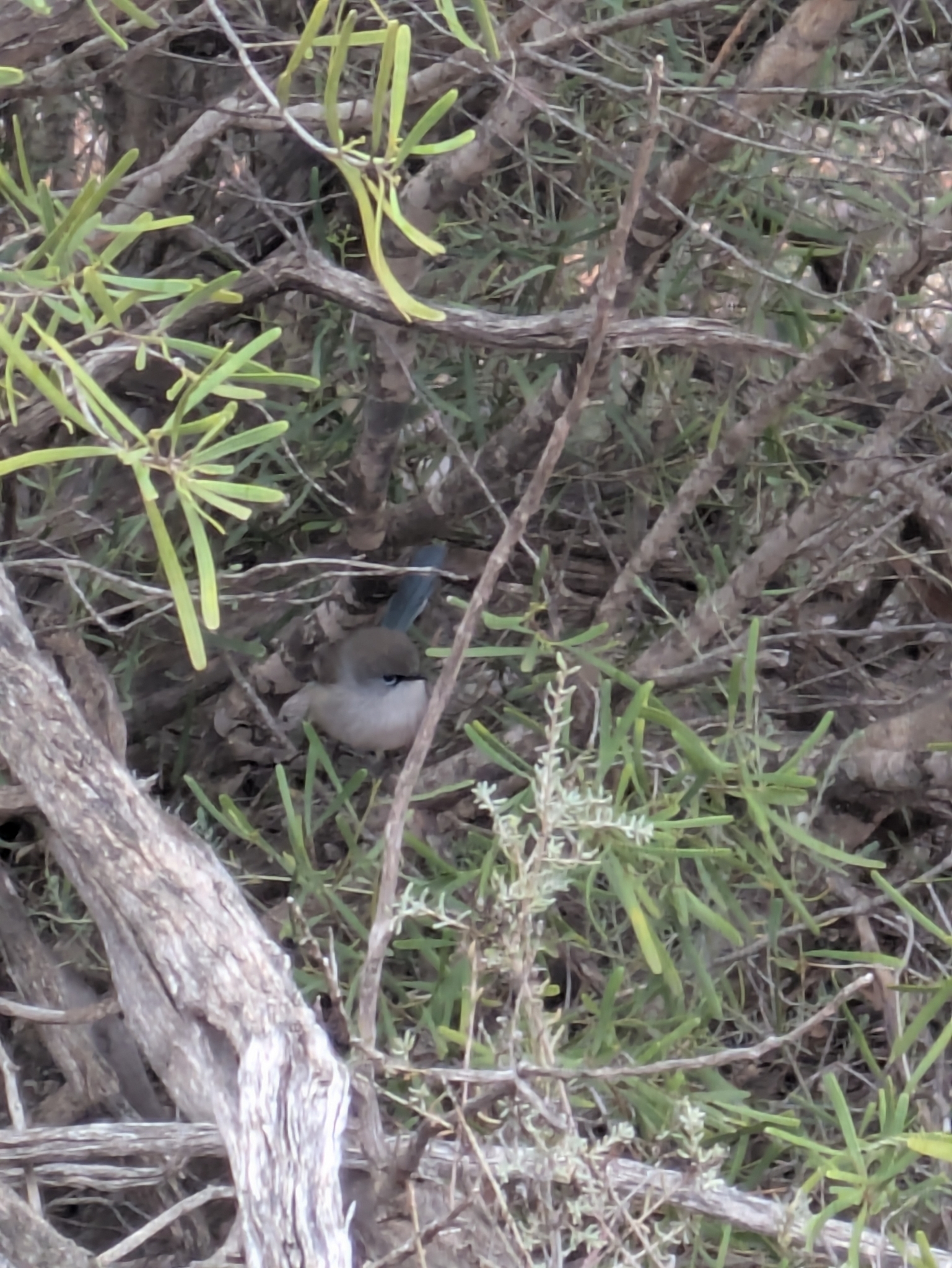 Blue-breasted Fairywren (Malurus pulcherrimus), photo 7