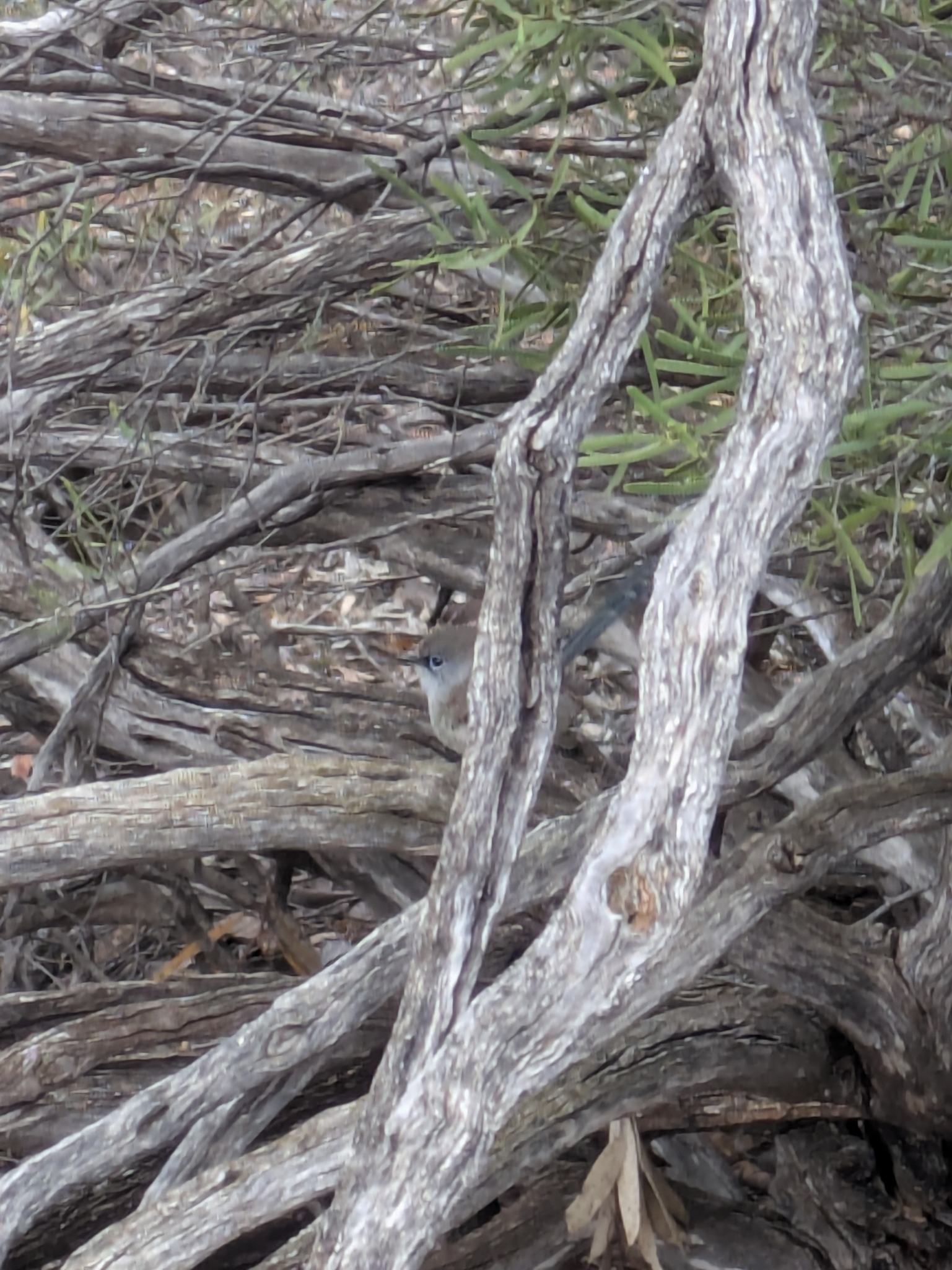 Blue-breasted Fairywren (Malurus pulcherrimus), photo 8