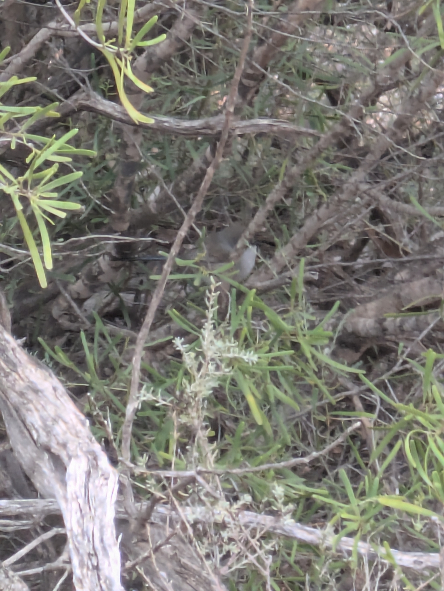 Blue-breasted Fairywren (Malurus pulcherrimus), photo 9