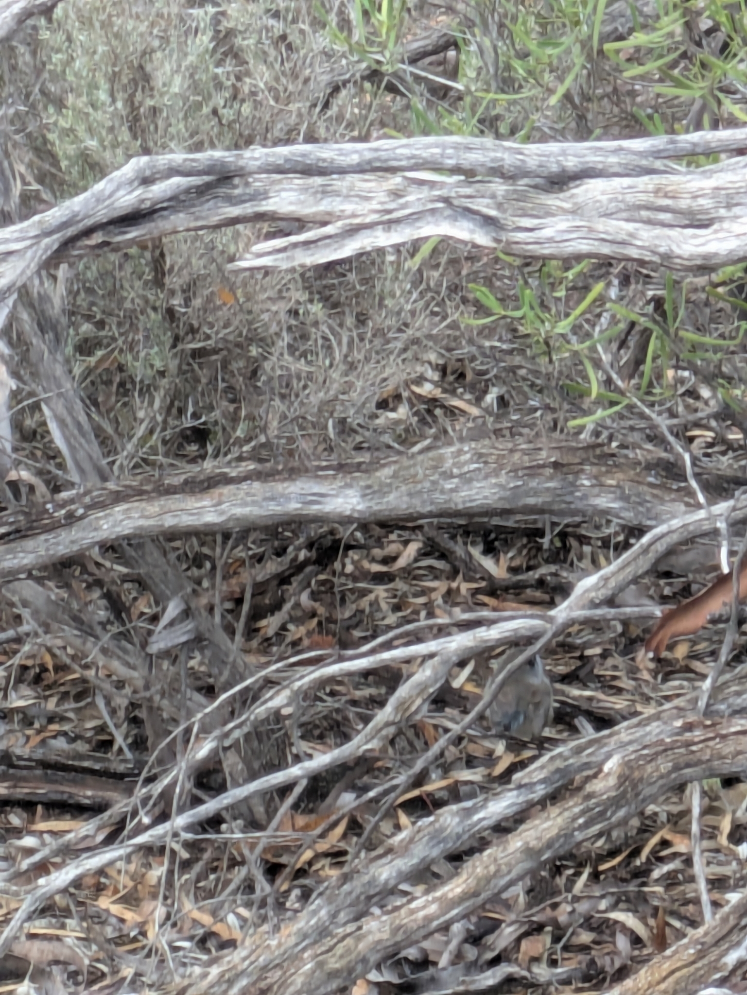 Blue-breasted Fairywren (Malurus pulcherrimus), photo 10