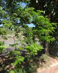 Paubrasilia echinata