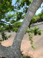 Paubrasilia echinata