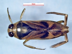 Notonecta insulata