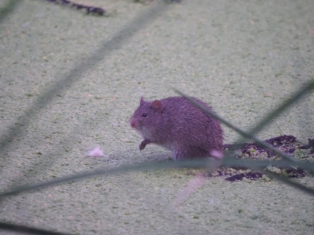 Arizona Cotton Rat