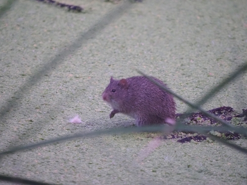 Arizona Cotton Rat