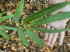 Pseudosasa japonica