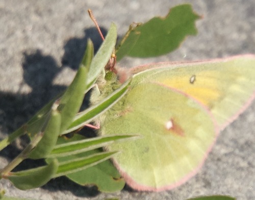 Hecla Sulphur photo 4