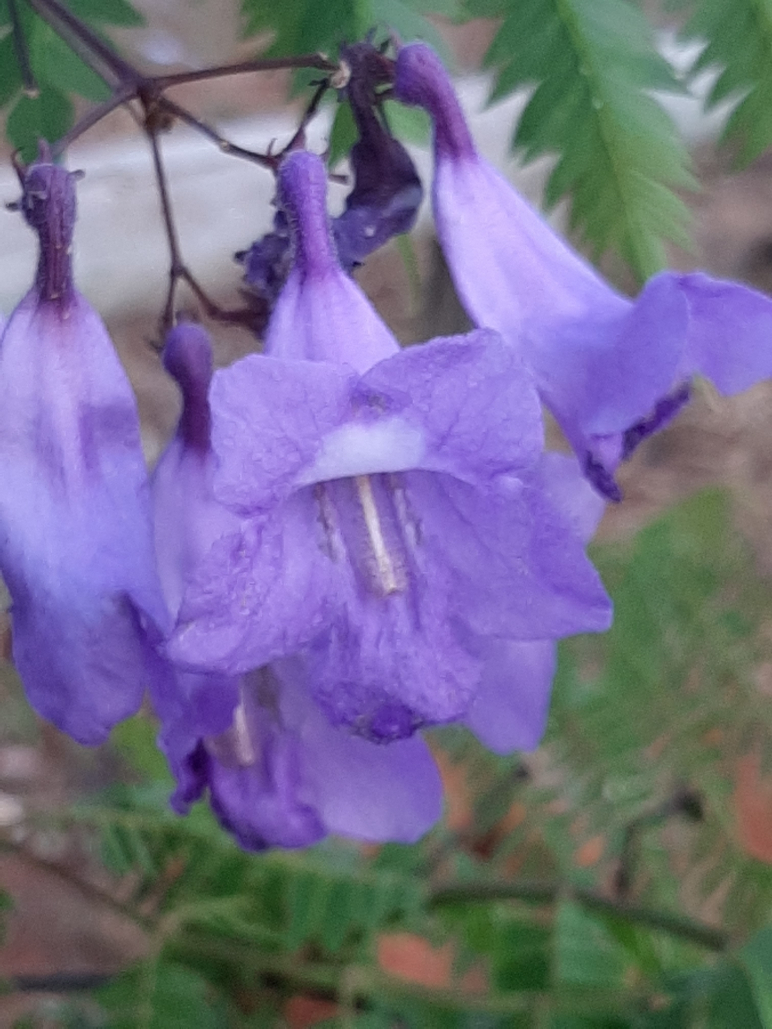 Imagem de Caroba-roxa