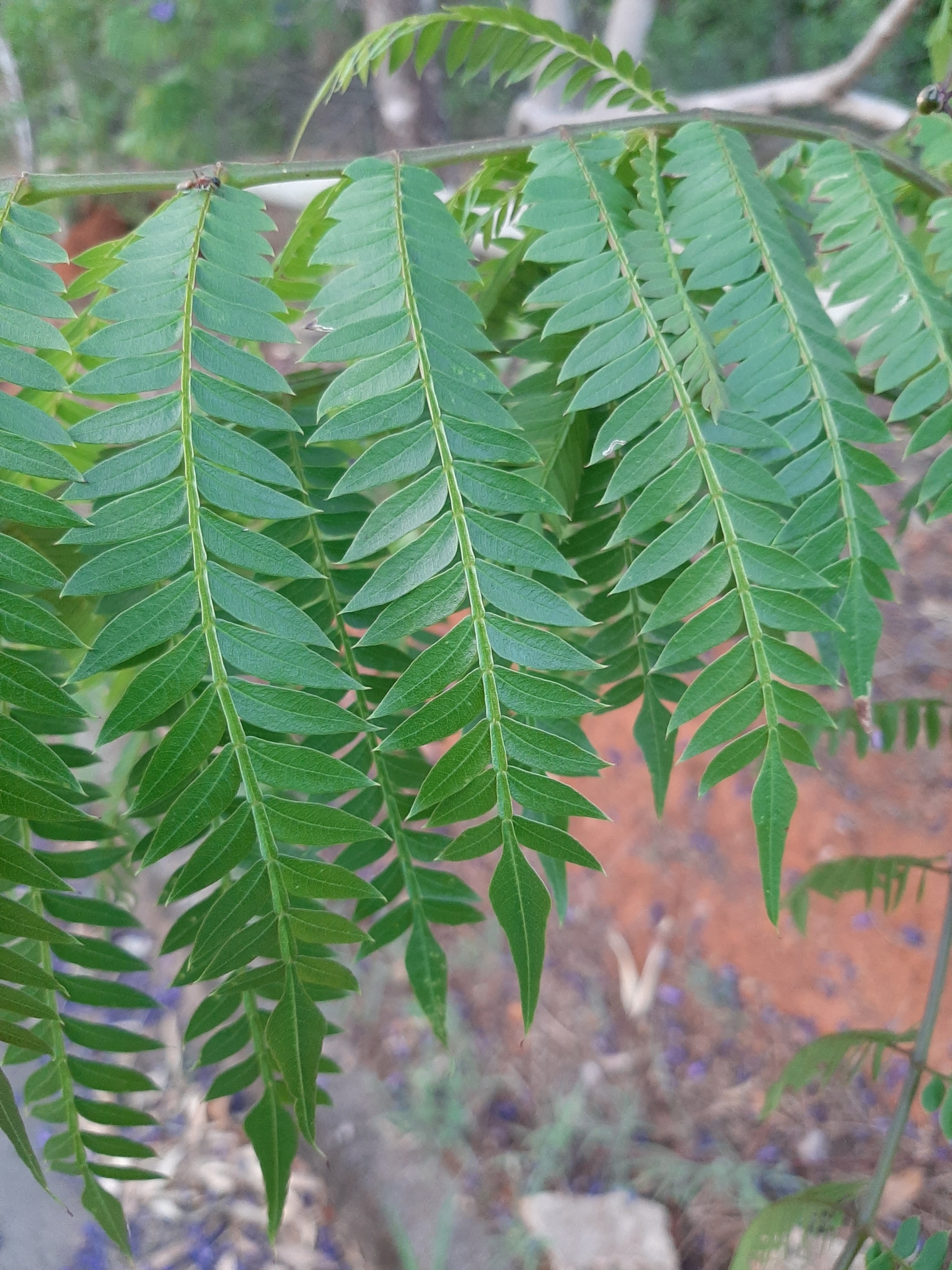 Imagem de Caroba-roxa