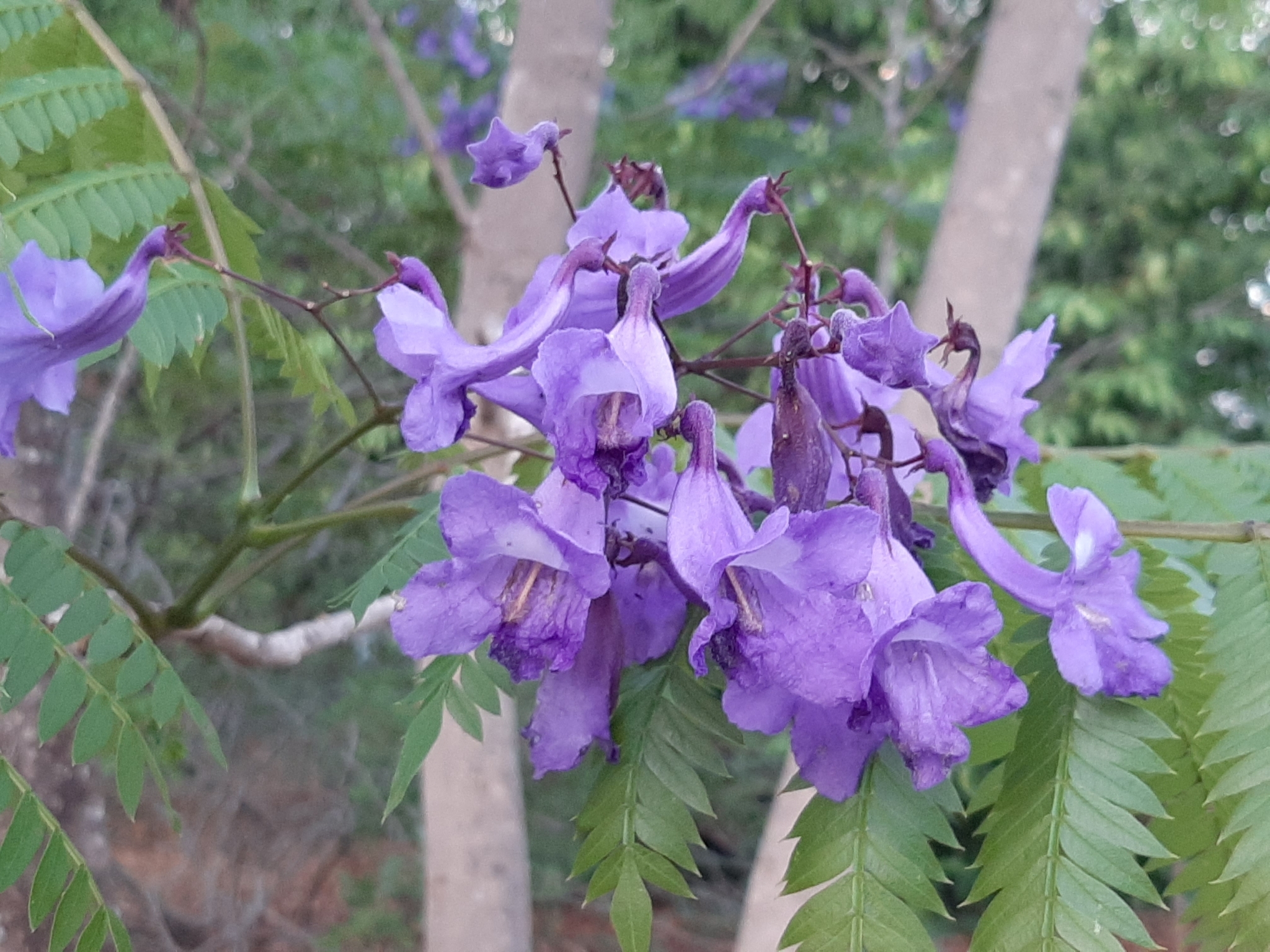 Imagem de Caroba-roxa
