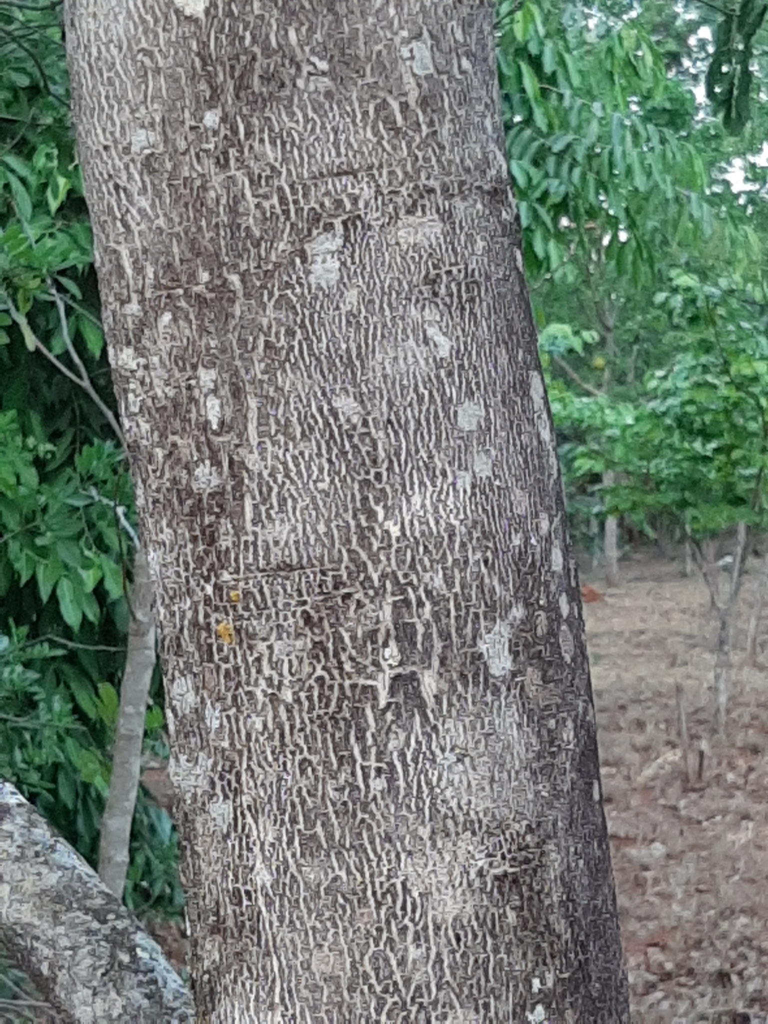 Imagem de Caroba-roxa