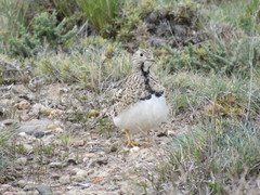 Thinocorus rumicivorus