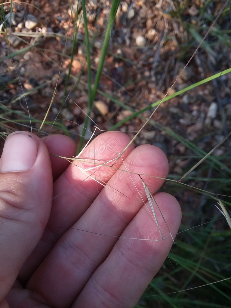 Oldfield Three-awn from Sumrall, MS 39482, USA on 15 September, 2019 at ...