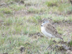 Thinocorus rumicivorus