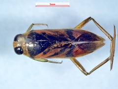 Notonecta insulata
