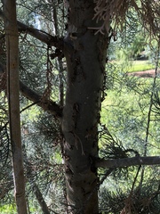 Cupressus guadalupensis
