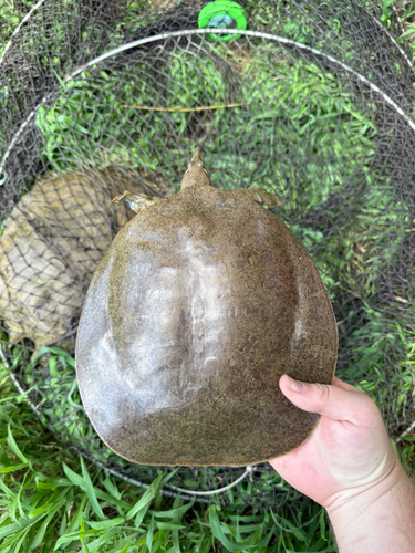 Smooth Softshell