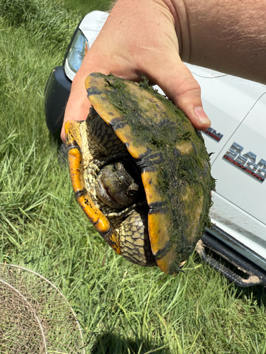 Pond Slider