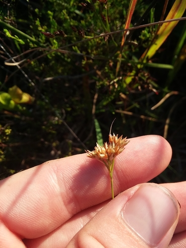 Image of Rhynchospora macra by (c) Will McFarland, some rights reserved (CC BY)