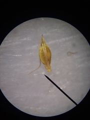 Rhynchospora macra