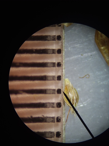 Image of Rhynchospora macra by (c) Will McFarland, some rights reserved (CC BY)