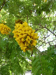 Cenostigma pluviosum