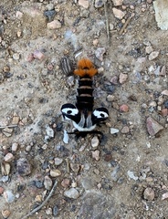 Hemileuca nevadensis