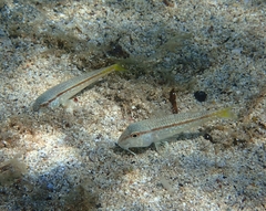 Mullus barbatus
