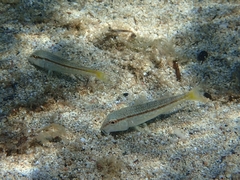 Mullus barbatus