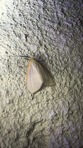 Delicate Cycnia Moth photo 4