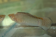 Yucatan Molly photo 5