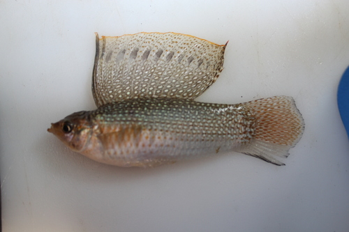 Yucatán Molly