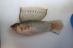 Yucatan Molly photo 4
