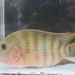 Mayan Cichlid - Photo (c) pai_unicaribe, some rights reserved (CC BY-NC), uploaded by pai_unicaribe